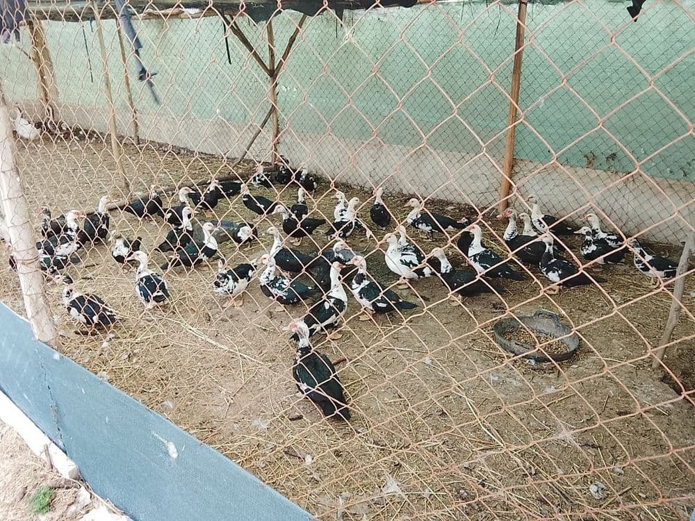 Indoutkalar sotiladi. — 3