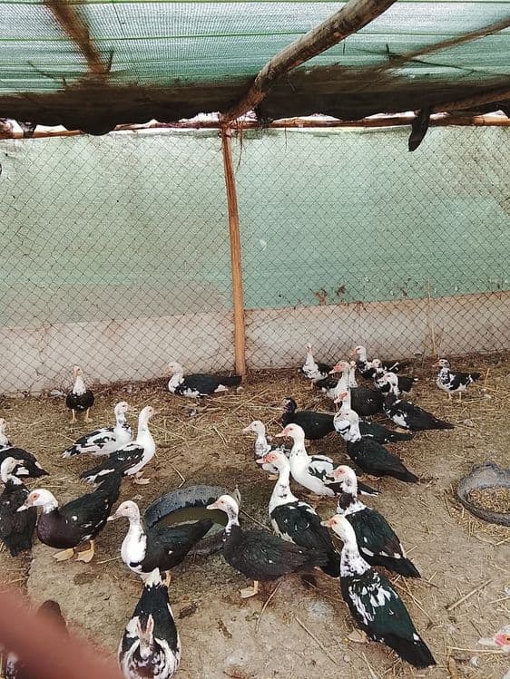 Indoutkalar sotiladi. — 5