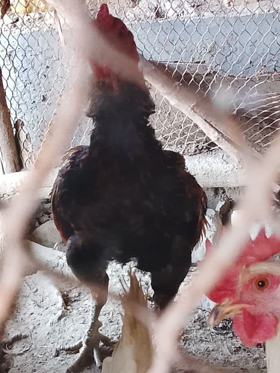 Xoroz sotiladi kulangi — 1