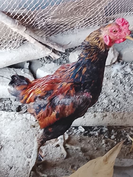 Xoroz sotiladi kulangi — 2