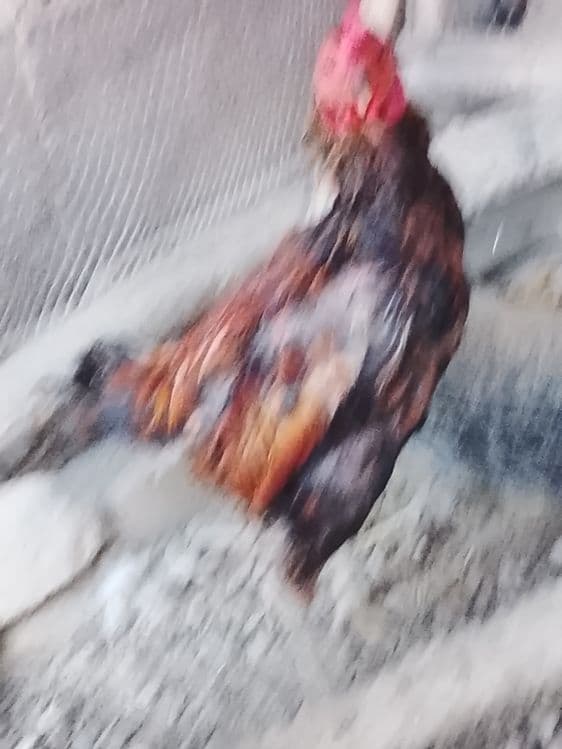 Xoroz sotiladi kulangi — 3