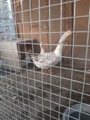 2 ургочи ва 1 та эркак Гозлар сотилади