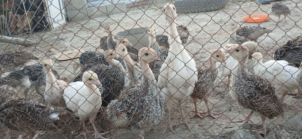 Курка жужалари сотилади — 1