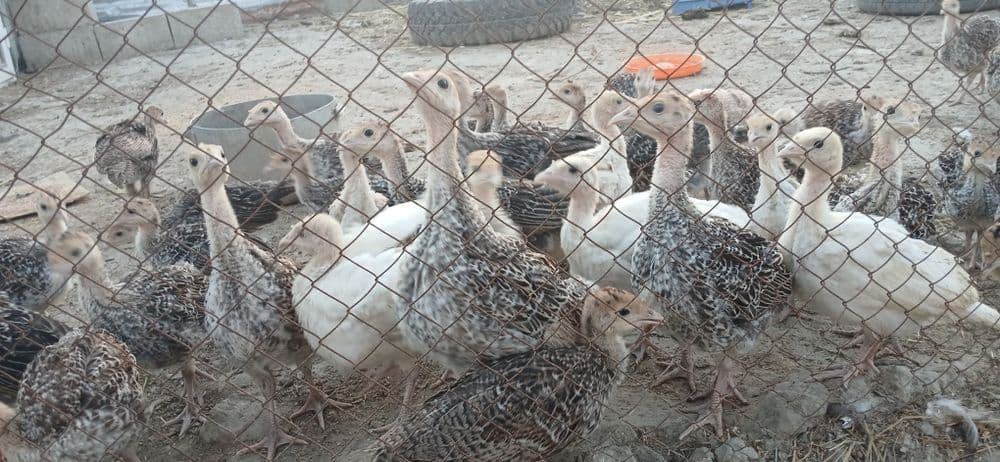 Курка жужалари сотилади — 5