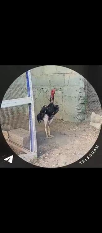 Kulangi xõroz sotiladi — 3