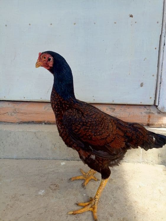 kulangi xoroz mokiyonlar — 12
