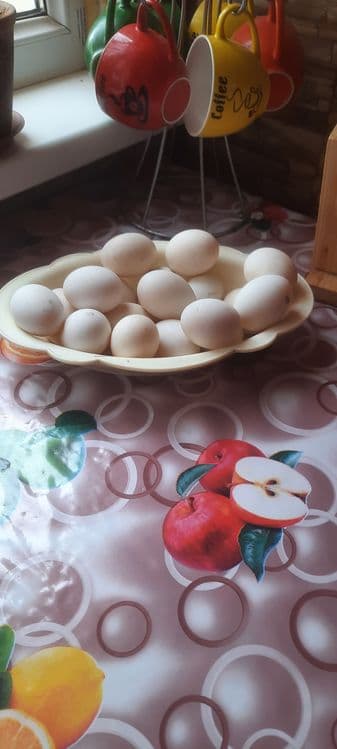 Урдак тухумлари хонаки — 3