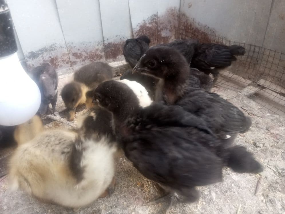 Qora shaxzoda joʻjasi va jaydari joʻja juja жужа жужалар — 11