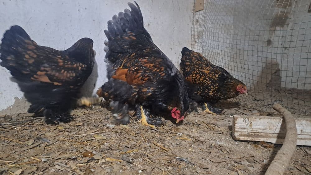 Brama galuboy va chorniy zolotalar — 12
