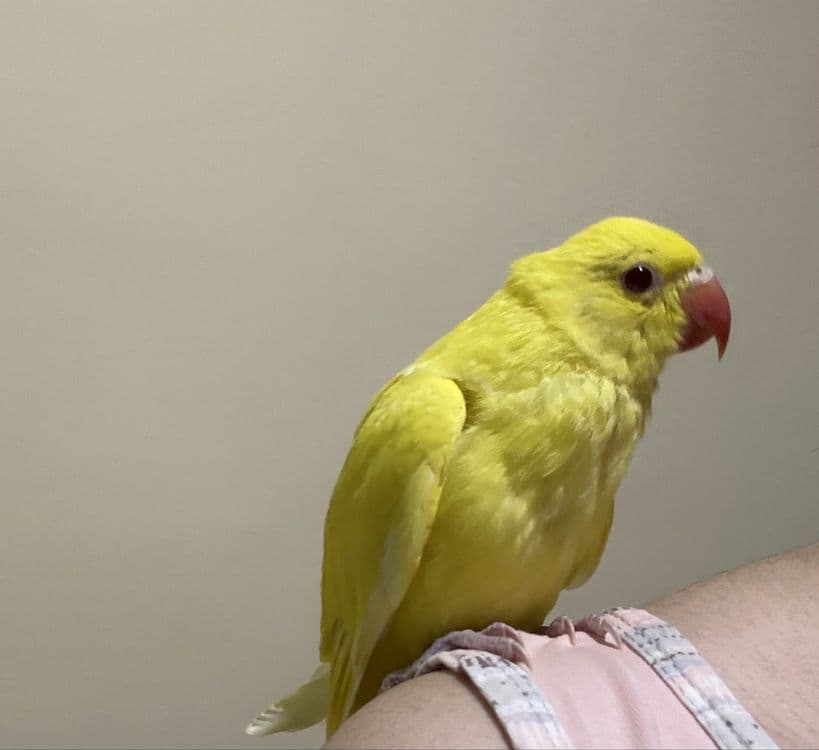 Продаются ручные ожереловые попугаи! — 3