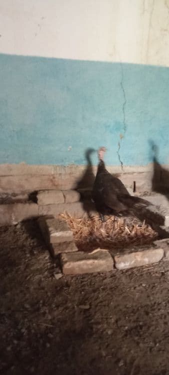 Oylaviy kurkalar sotiladi 2 yilli kurkala — 11