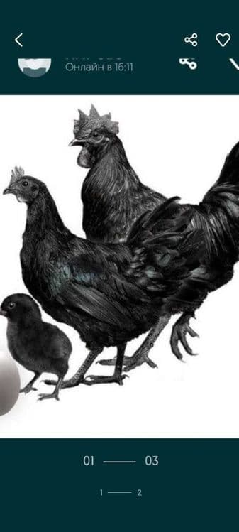 Ухайли тухумлари сотилади Қарши шаҳри — 4