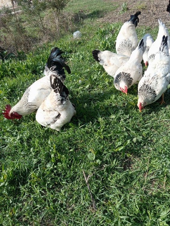 Adler tuxumlari sotiladi — 2