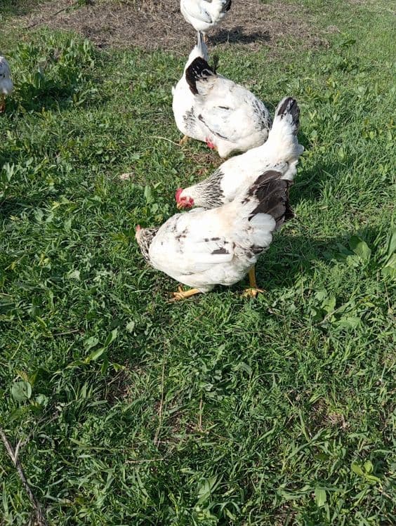 Adler tuxumlari sotiladi — 4
