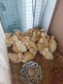 Indoutka gibrid ordak