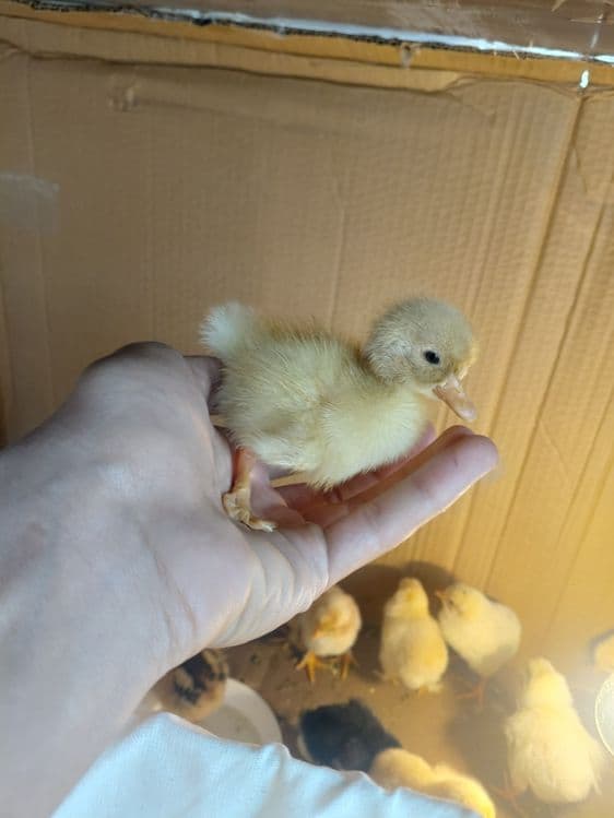 Indoutka gibrid ordak — 2
