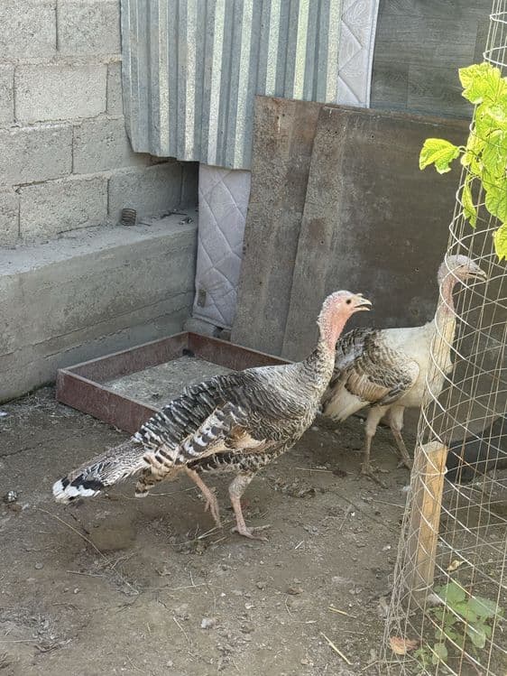 4 ta modasi bita erkagi — 4
