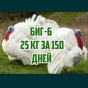 1 oylik Big6 va Bronza 708 Kurka