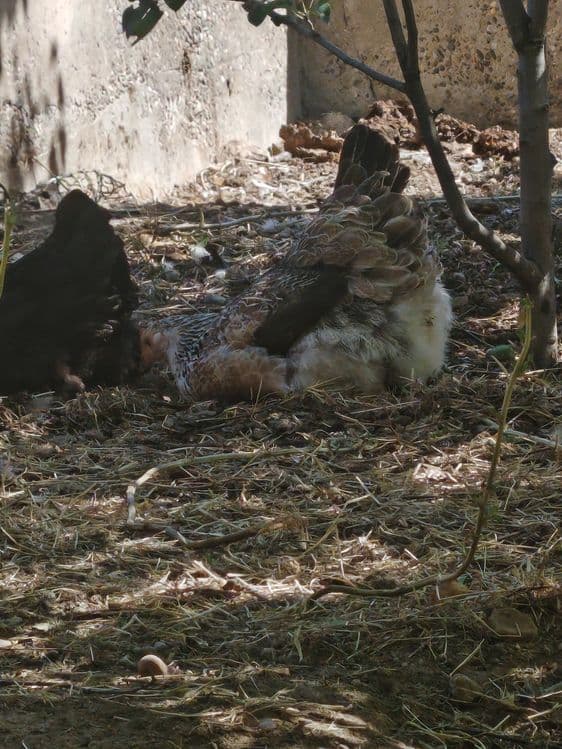 Уругланган брама ва Адлер тухумлари — 3