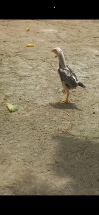 Dakan Kulangi juja Cho’ja Xuroz — 1