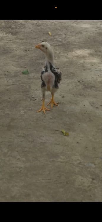 Dakan Kulangi juja Cho’ja Xuroz — 4
