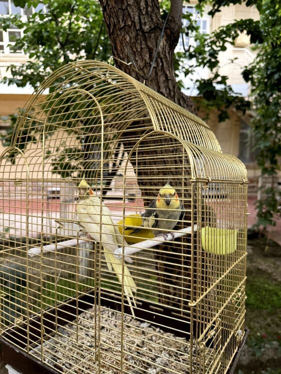Корелла пара попугай — 12