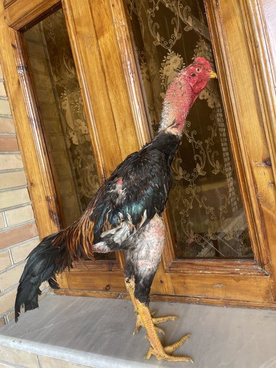 Dakan vesi 4,4 kg O Shamo zot — 7