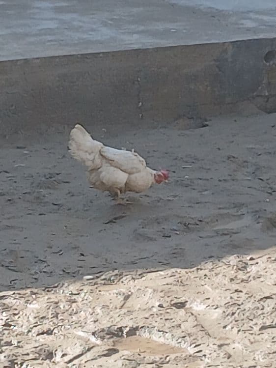 Курица и петух продаётся срочна — 9