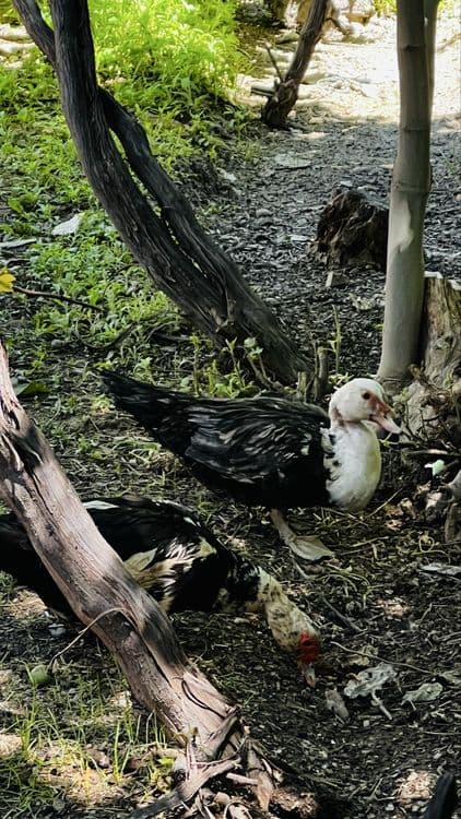 Goʻz urdaklar sotiladi — 5