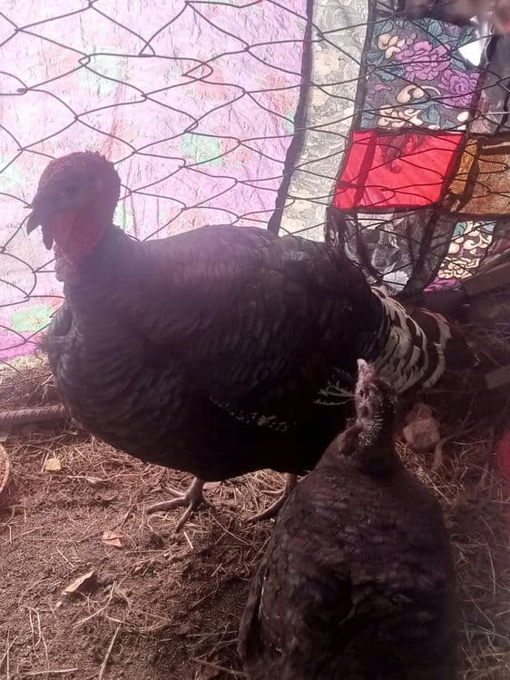 Erkak induklar sotiladi manzil surxondaryo viloyati Sariosiyo tumani — 9