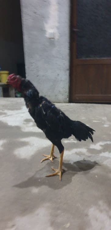 Kulangi dakan xuroz — 2