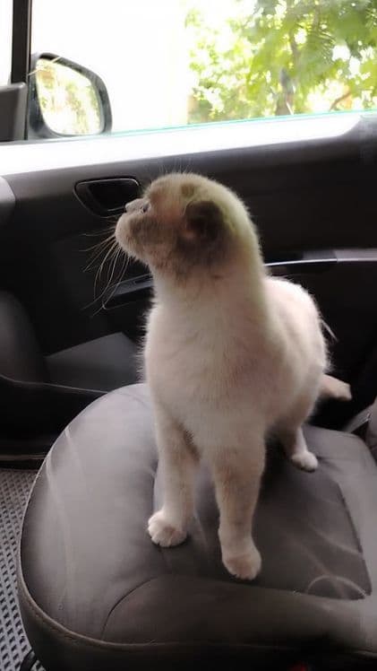Шотландский скотиш фолт Акрас капучина — 8