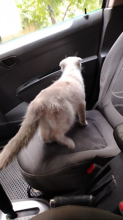 Шотландский скотиш фолт Акрас капучина — 12