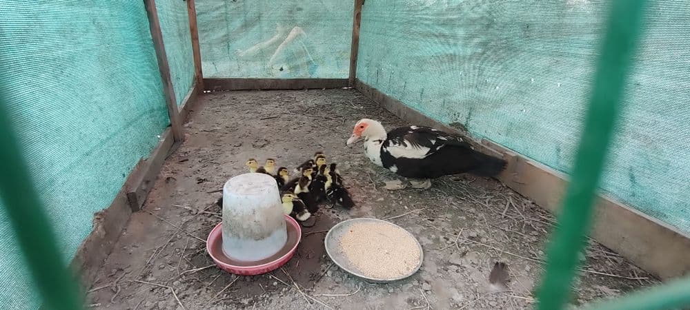 Индийски утка урдак жужалари — 2