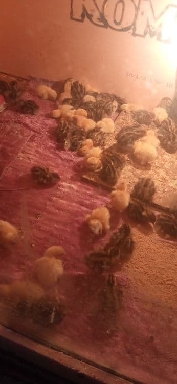 Бедана японманжур ва белый гигант бир кунлик жожалар — 2