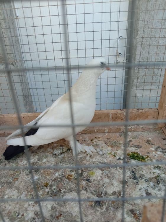 Каптарлар сотилади — 8