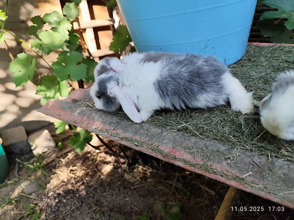 Продаю французских баранов — 15
