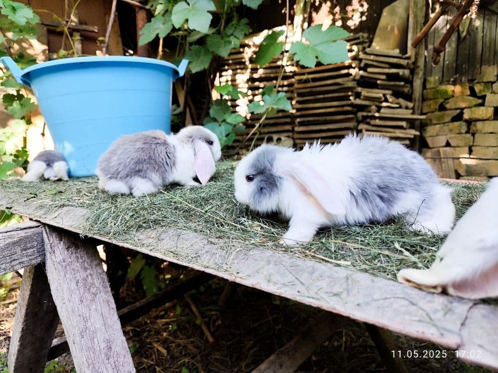 Продаю французских баранов — 16