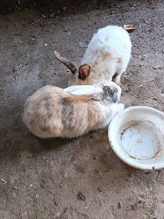 Quyon sotladi 2ta samka — 8