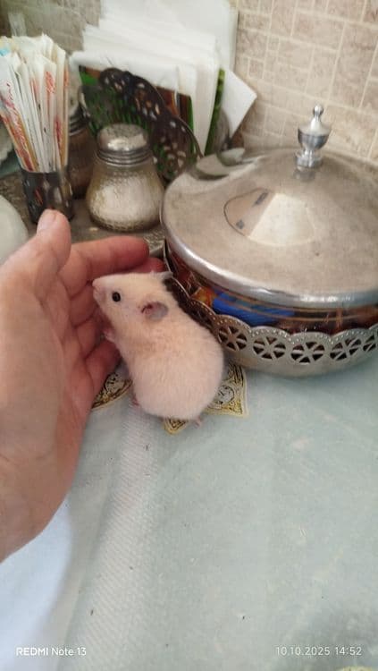 Хомячки домашние,ручные — 9