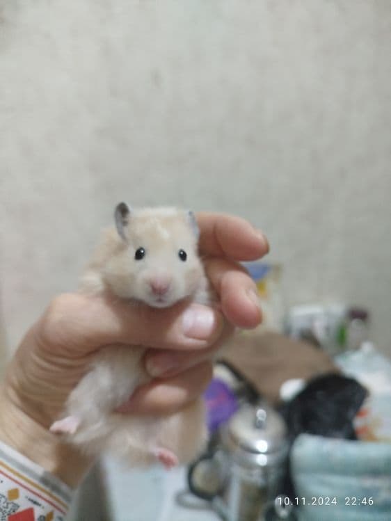 Хомячки домашние,ручные — 10