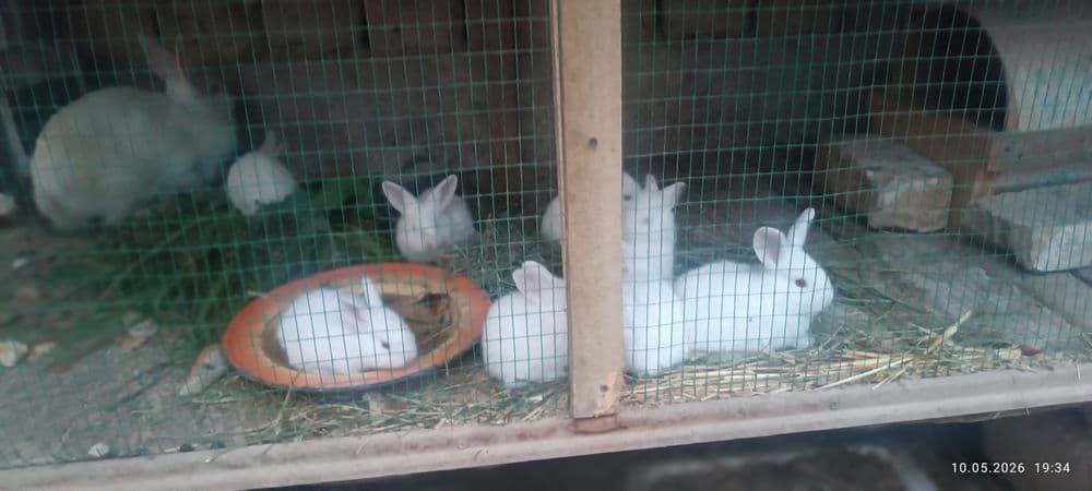 Куенлар сотилади 9дона — 6
