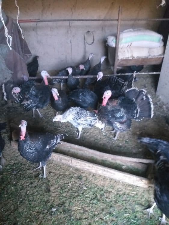 Mesni Induqla sotiladi 75000 so‘m kilosi — 2
