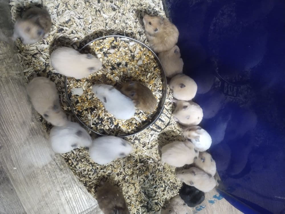 Продам молодых и взрослых серийских хомяков — 2