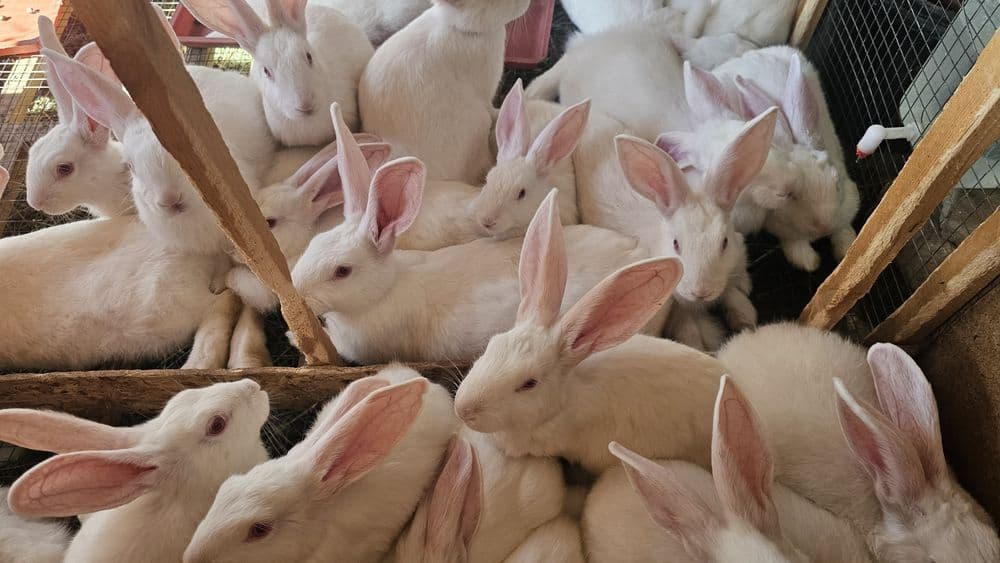 Hikol quyonlari sotiladi toza qon — 9