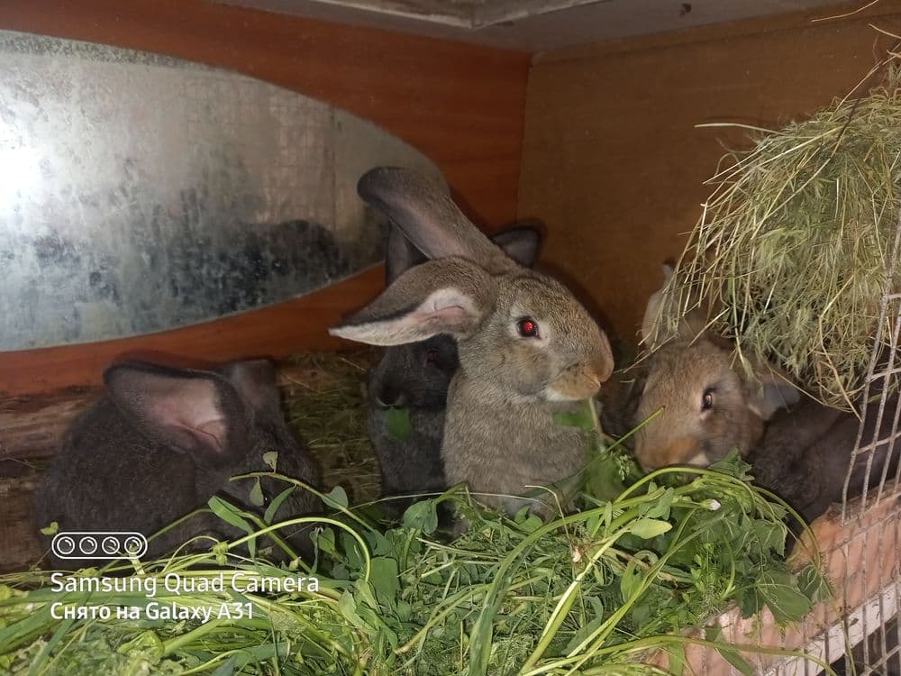 Продаётся кролчата — 7