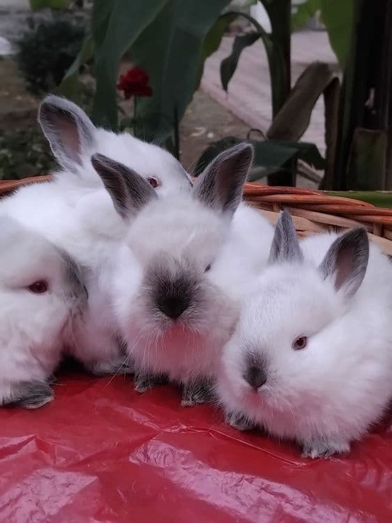 Кролики декоративные — 4