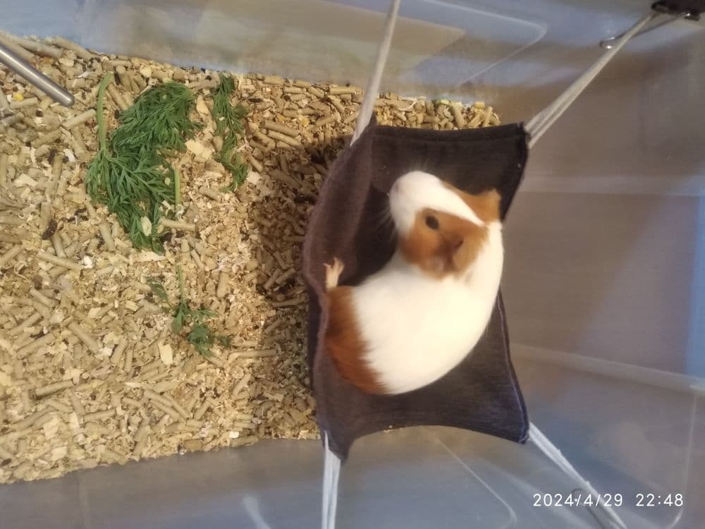 Морские свинки домашние питомцы — 6