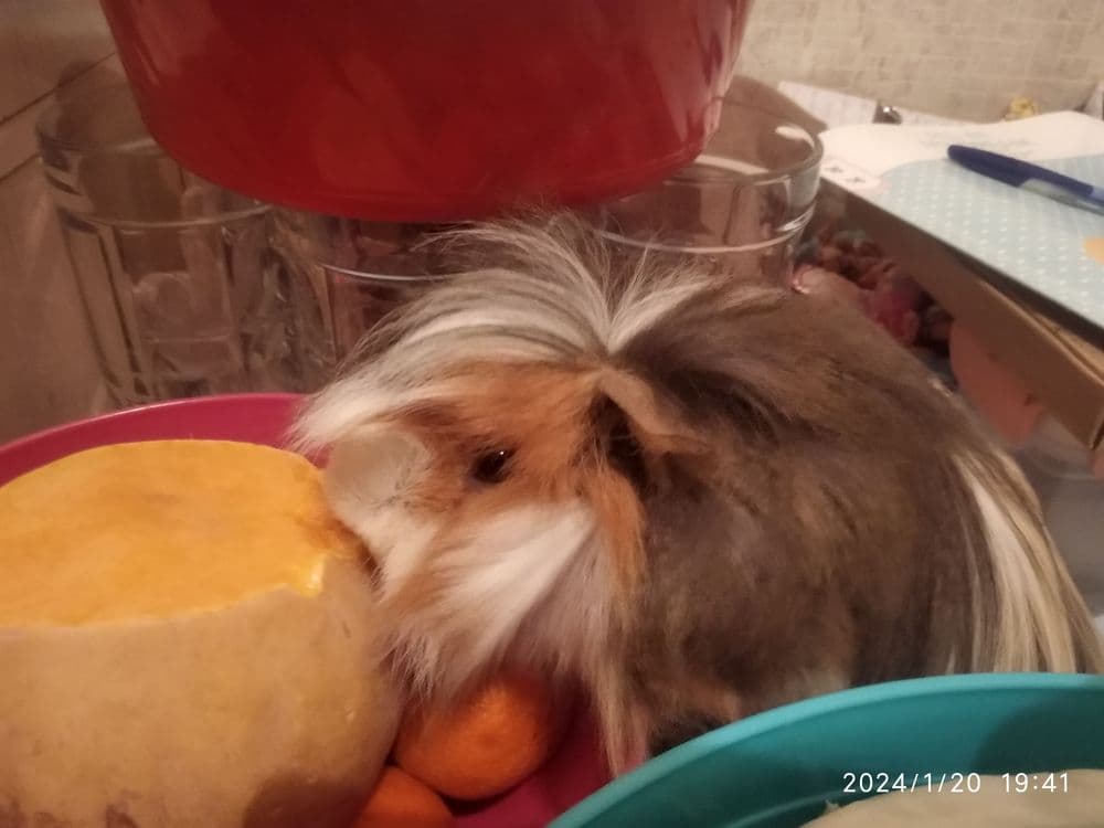 Морские свинки домашние питомцы — 8