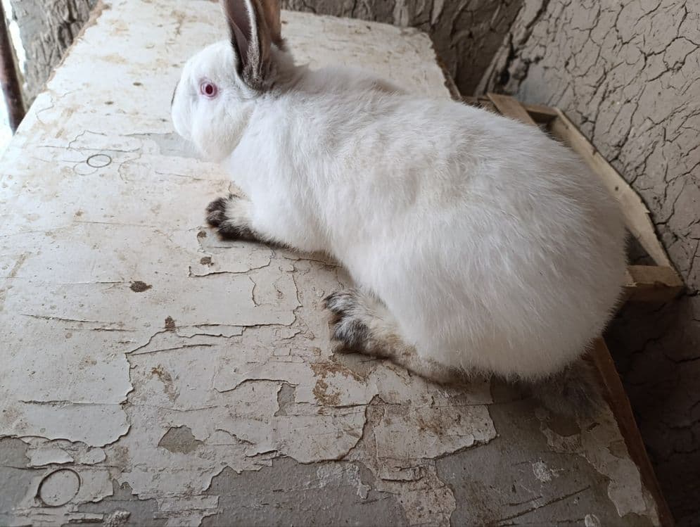 Kaliforniya quyoni   5 ta  toza zotli  uji qoshsa boladigan quyon — 6